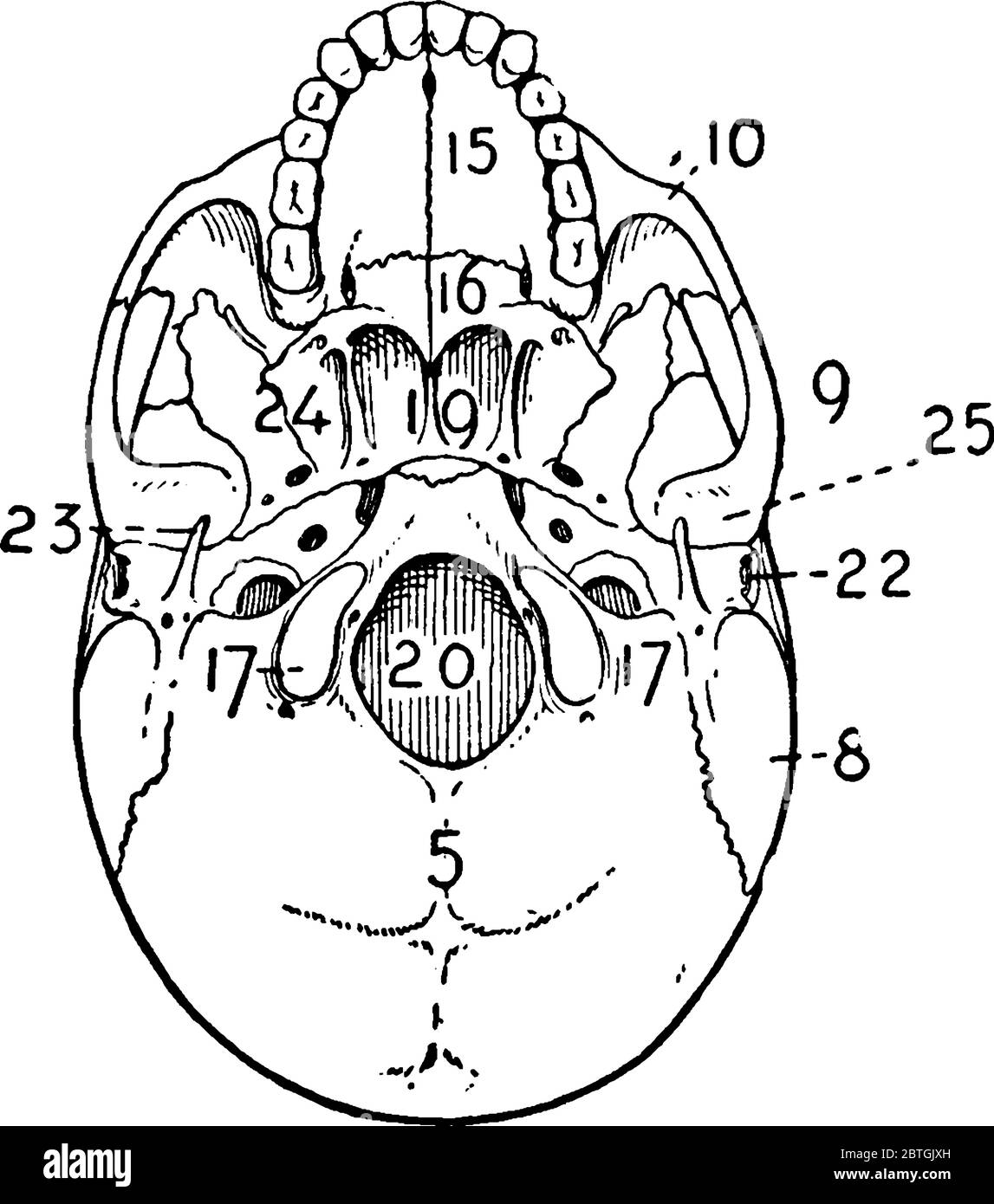La vista dal basso di un cranio adulto, una struttura ossea che funge da cavità protettiva per il cervello, con le sue parti etichettate, disegno di linea vintage o. Illustrazione Vettoriale