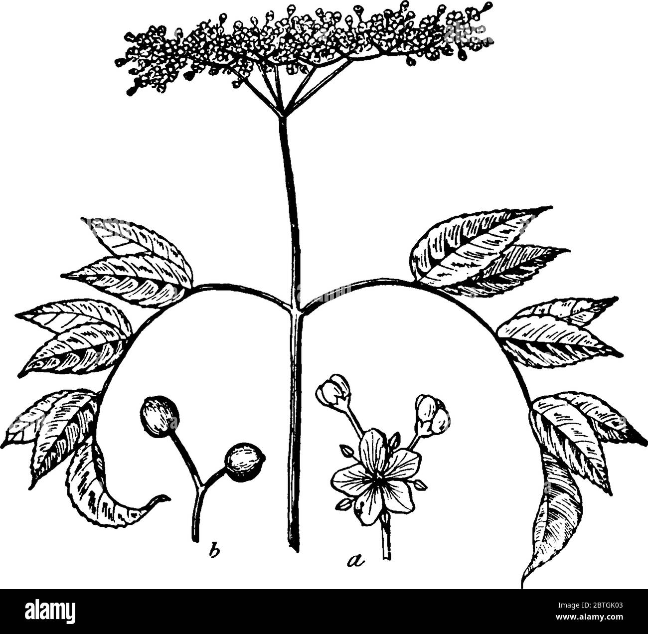 L'Elderberry americano, un arbusto deciduo, coperto con grappoli di fiori bianchi in frutti porpora-neri, disegno di linea vintage o incisione illustratio Illustrazione Vettoriale