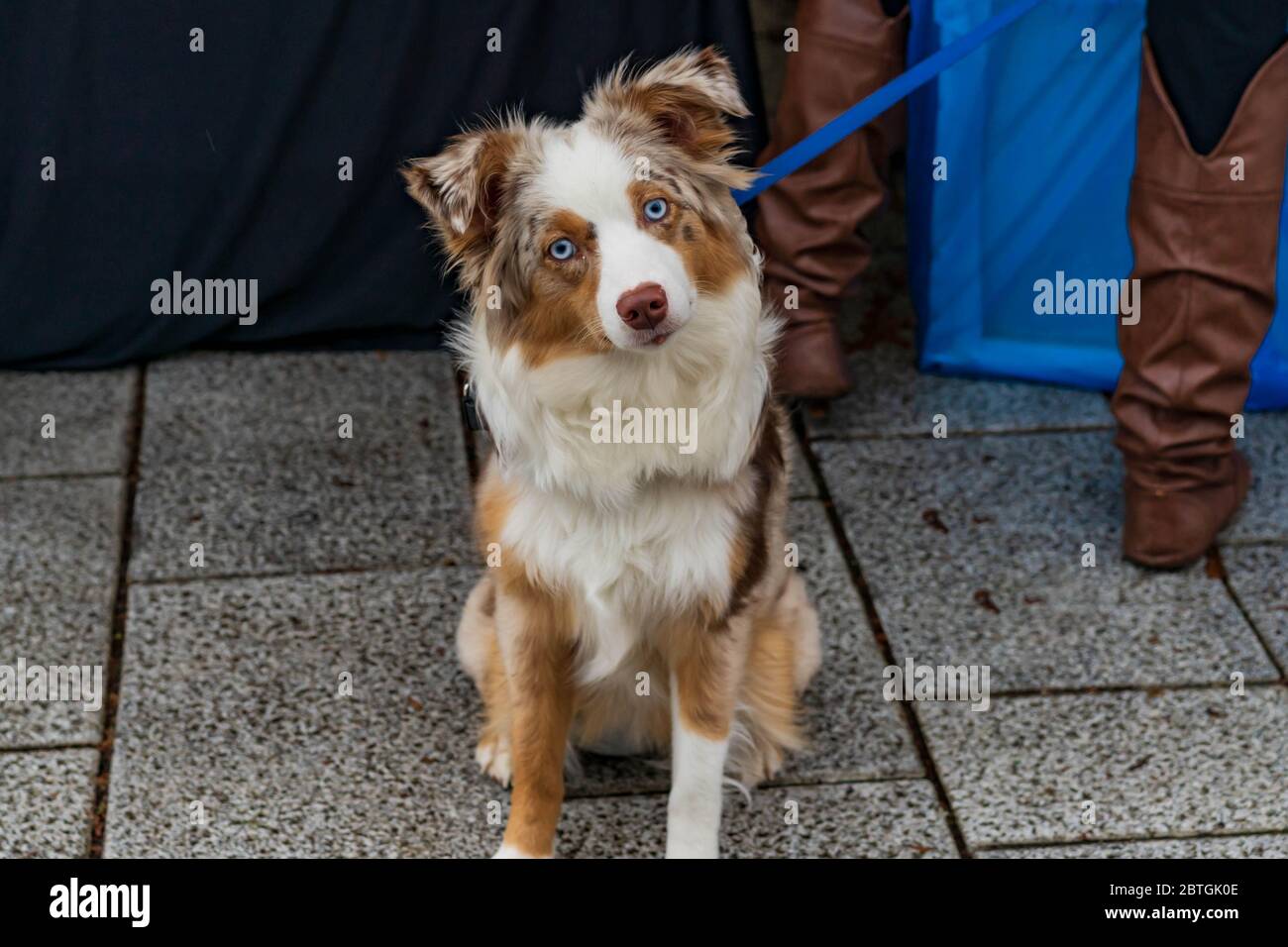 Non sono mai il cane più bello? Foto Stock