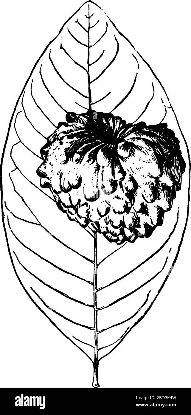 Forma di cherimoya con un cuore a forma di frutto sopra di esso, disegno di linea vintage o illustrazione di incisione. Illustrazione Vettoriale