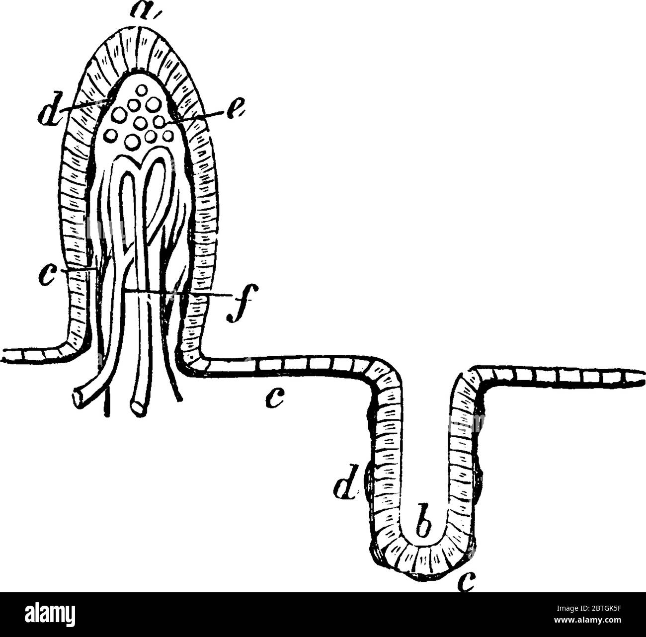 Sezione della mucosa dell'intestino tenue, con le sue parti etichettate, disegno di linea vintage o illustrazione dell'incisione. Illustrazione Vettoriale