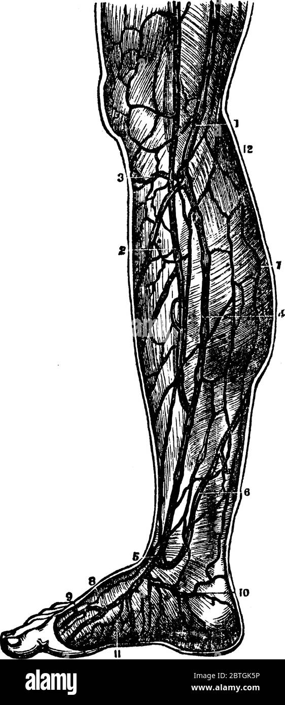 Le vene della gamba inferiore, questi vasi portano il sangue deossigenato dalla gamba inferiore al lato sinistro del cuore, disegno di linea vintage o engra Illustrazione Vettoriale