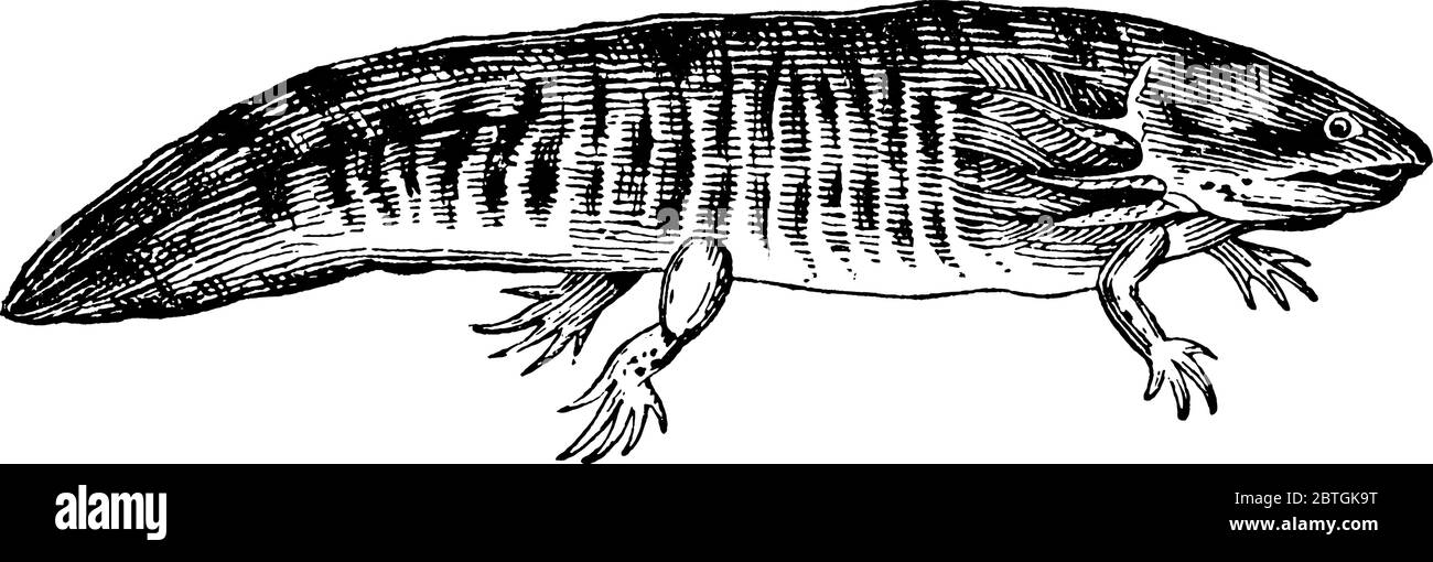 Axolotl, conosciuto colloquialmente come pesce da passeggio, è un anfibio con testa larga e mancanza di coperchi negli occhi, branchie esterne e una pinna caudale che si estende f Illustrazione Vettoriale