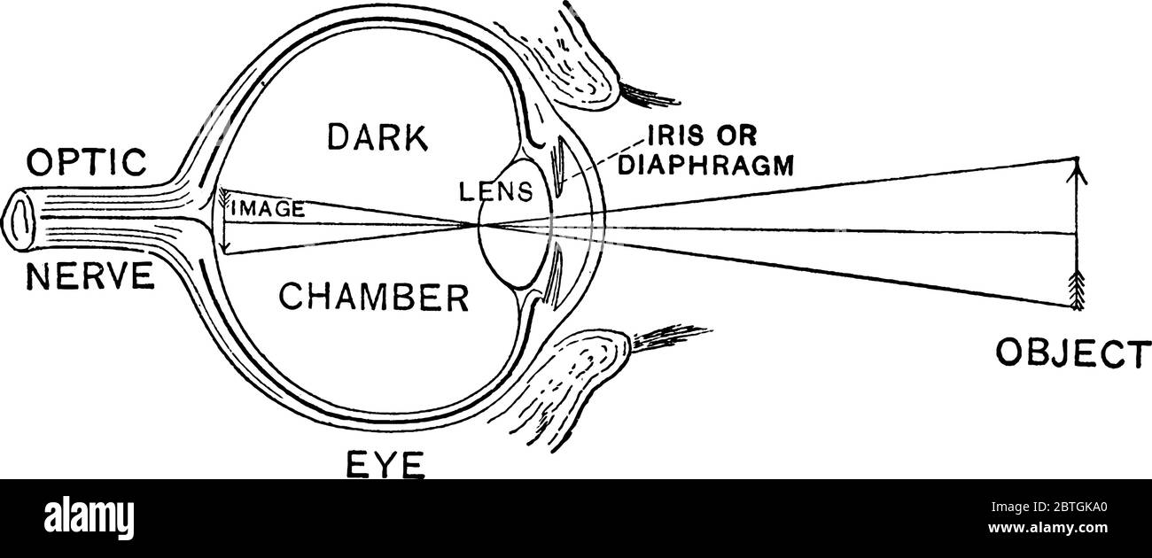 Il modo in cui l'immagine di un oggetto viene invertita sulla retina, sul disegno di una linea d'annata o sull'illustrazione dell'incisione. Illustrazione Vettoriale