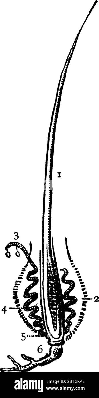 Una rappresentazione tipica dei capelli, con parti in evidenza, 1: Parte esterna; 2: sac nella pelle; 3: Superficie della cuticola; 4: Membrana sebacea; 5: Bulbo in b Illustrazione Vettoriale