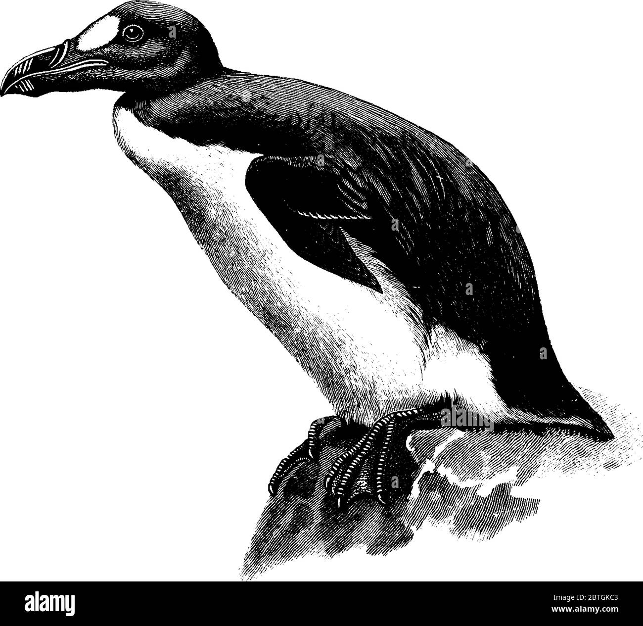La Grande auk è un abird senza luce estinto dal 1844. Grandi auks appartenevano alla famiglia Alcidae, e anche chiamato garefowl., linea vintage disegno o Illustrazione Vettoriale