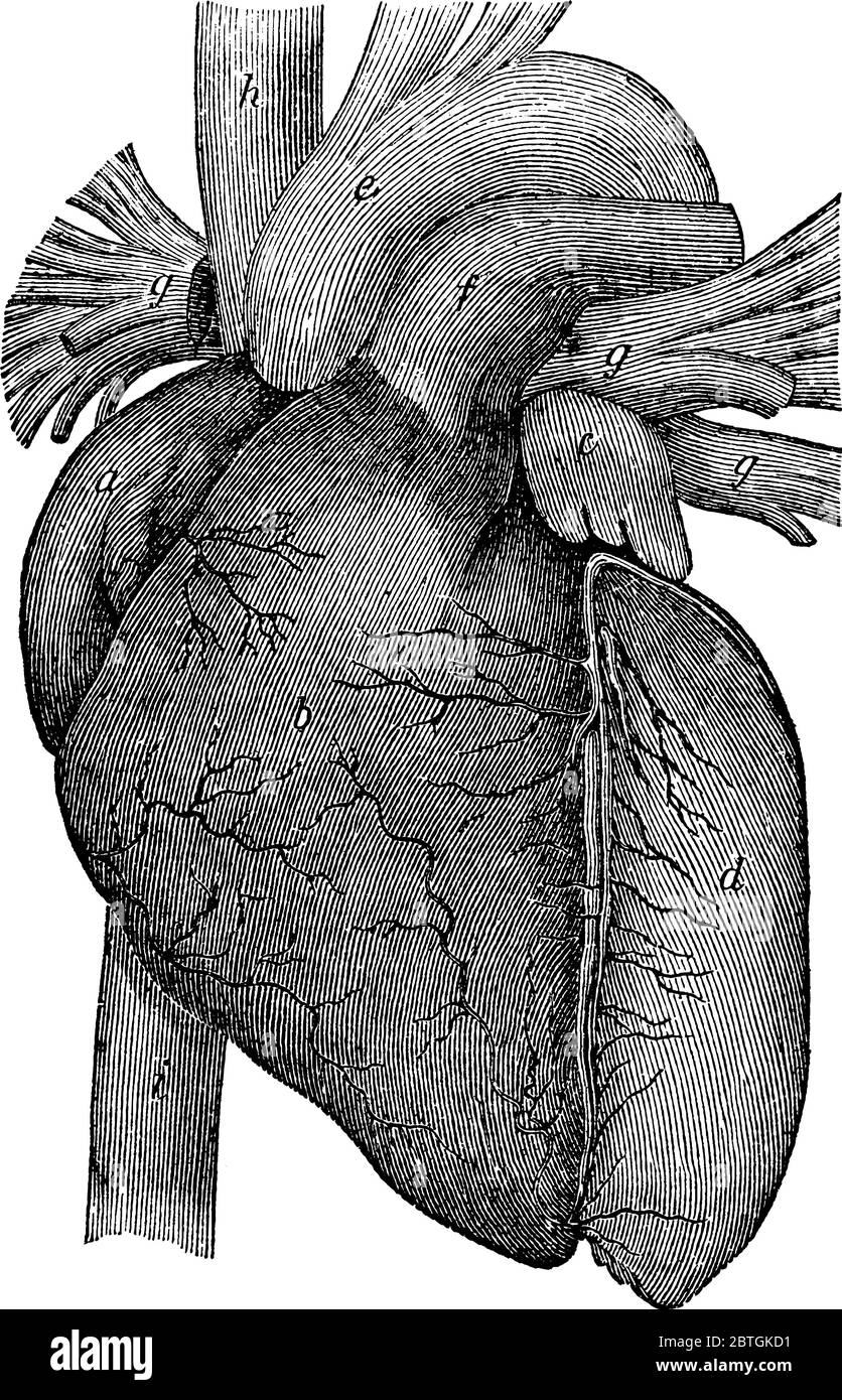 Immagine del cuore umano e che mostra tutti i componenti del cuore da e attraverso i quali il sangue può circolare correttamente attraverso le vene, vintage disegno di linea o. Illustrazione Vettoriale