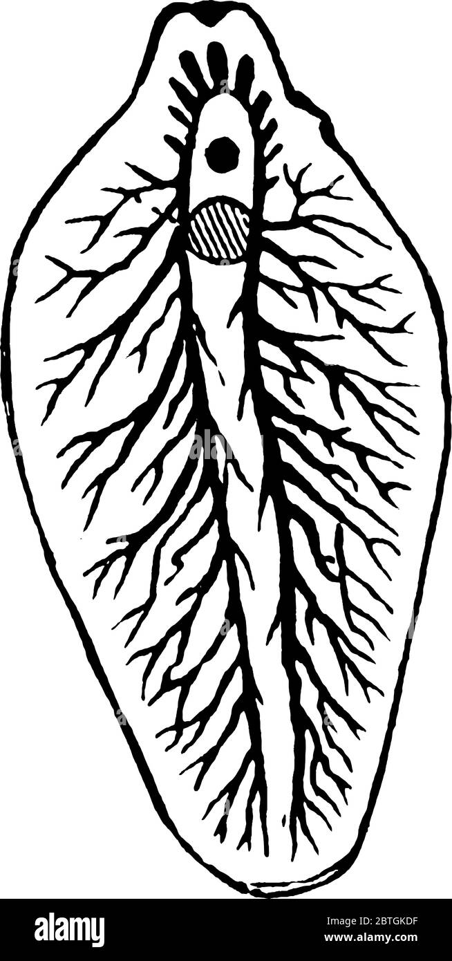 Il fegato fluke è un nome collettivo di un gruppo polifilletico di trematodi parassiti sotto il phylum Platyhelminthes, disegno di linea d'annata o incisione i. Illustrazione Vettoriale