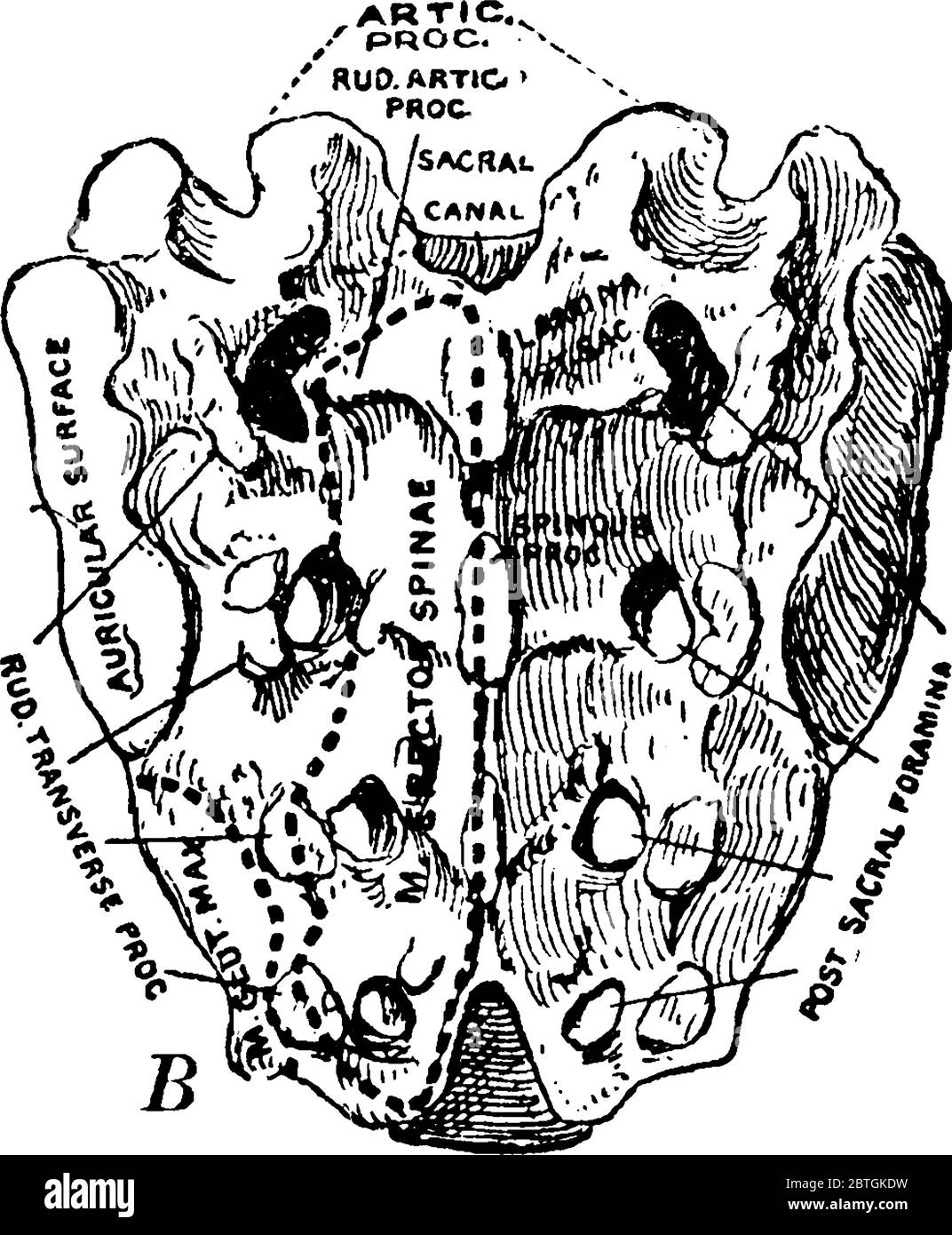 Il Sacrum umano, un grosso osso triangolare come base della spina dorsale, si trova tra le due ossa dell'anca, con le parti etichettate, disegno di linea vintage o engler Illustrazione Vettoriale