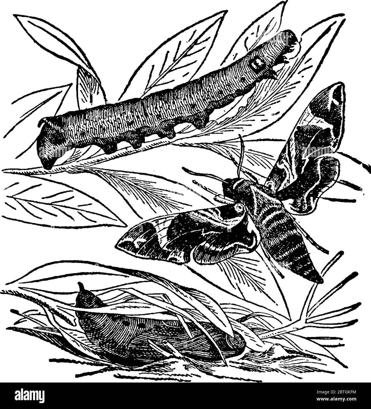 Qui è mostrata Hawk Moth in tre fasi, larva, falce e pupa. I pilastri sono a sedici gambe, piatti, lisci, spesso verdi, con strisce trasversali Illustrazione Vettoriale