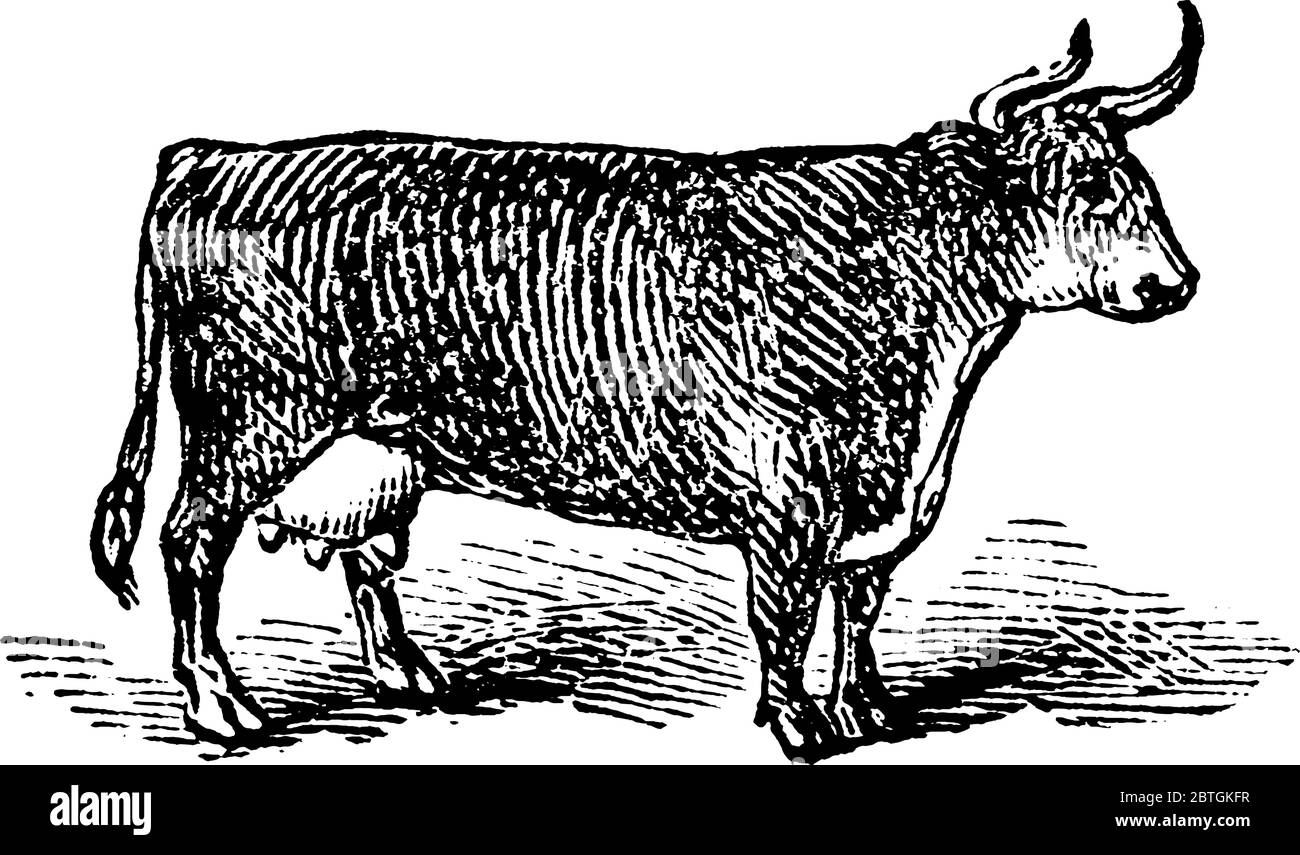 Mucca domestica con corna curve di medie dimensioni, tenuta per produrre carne e latte., disegno di linea d'annata o illustrazione di incisione. Illustrazione Vettoriale