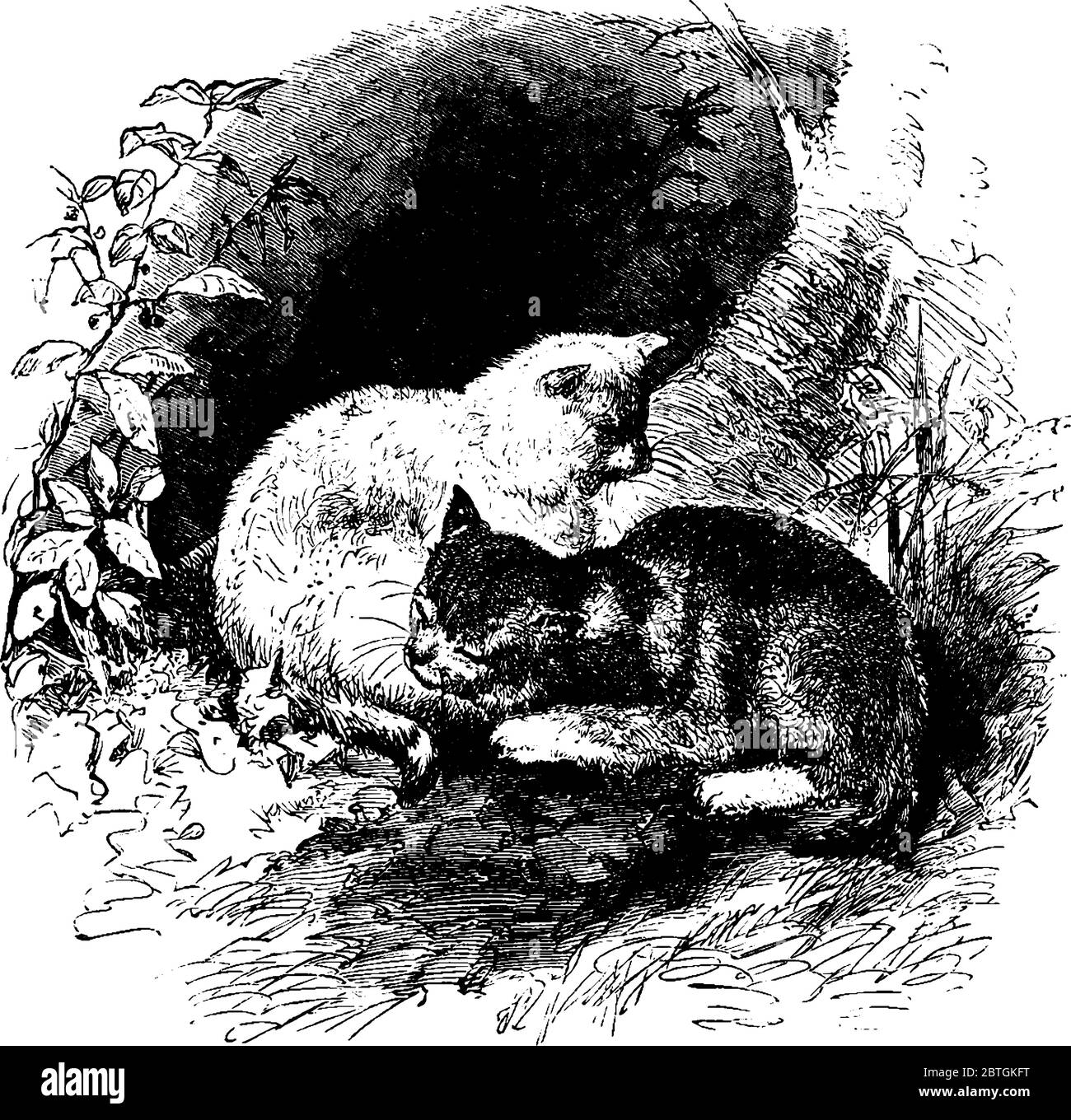 Due gatti che si stendono tra i cespugli e si rilassano, disegni di linee vintage o illustrazioni di incisione. Illustrazione Vettoriale