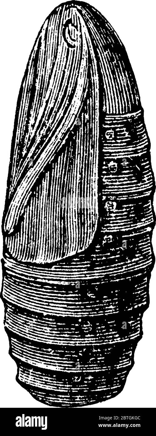 Le pupe di diversi gruppi di insetti hanno nomi diversi come il crisalide per le pupe di farfalle racchiuse in altre strutture come il cocco Illustrazione Vettoriale