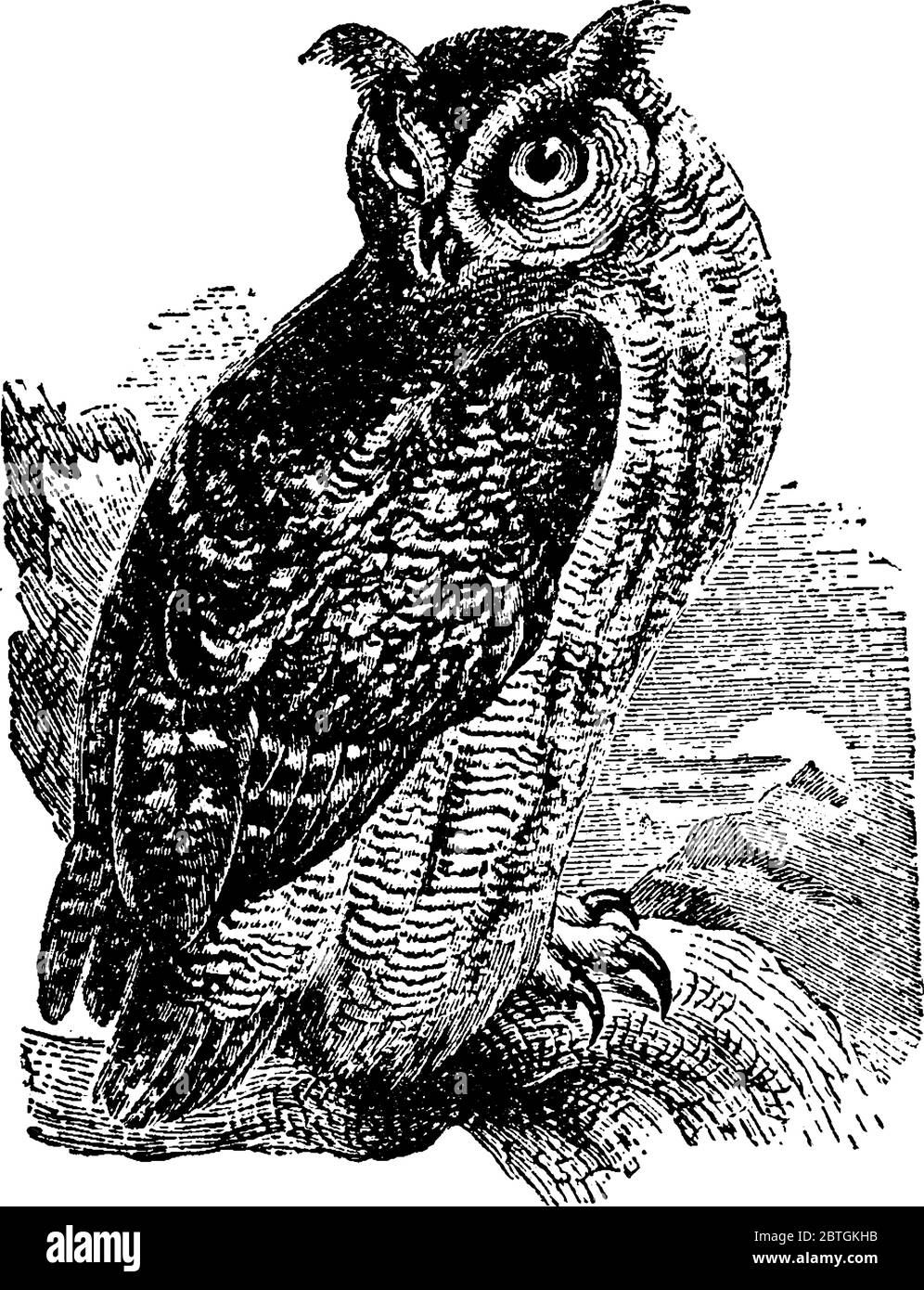 La grande Ofola con due corna grandi si trova in molte parti del mondo, disegno di linea vintage o illustrazione di incisione. Illustrazione Vettoriale
