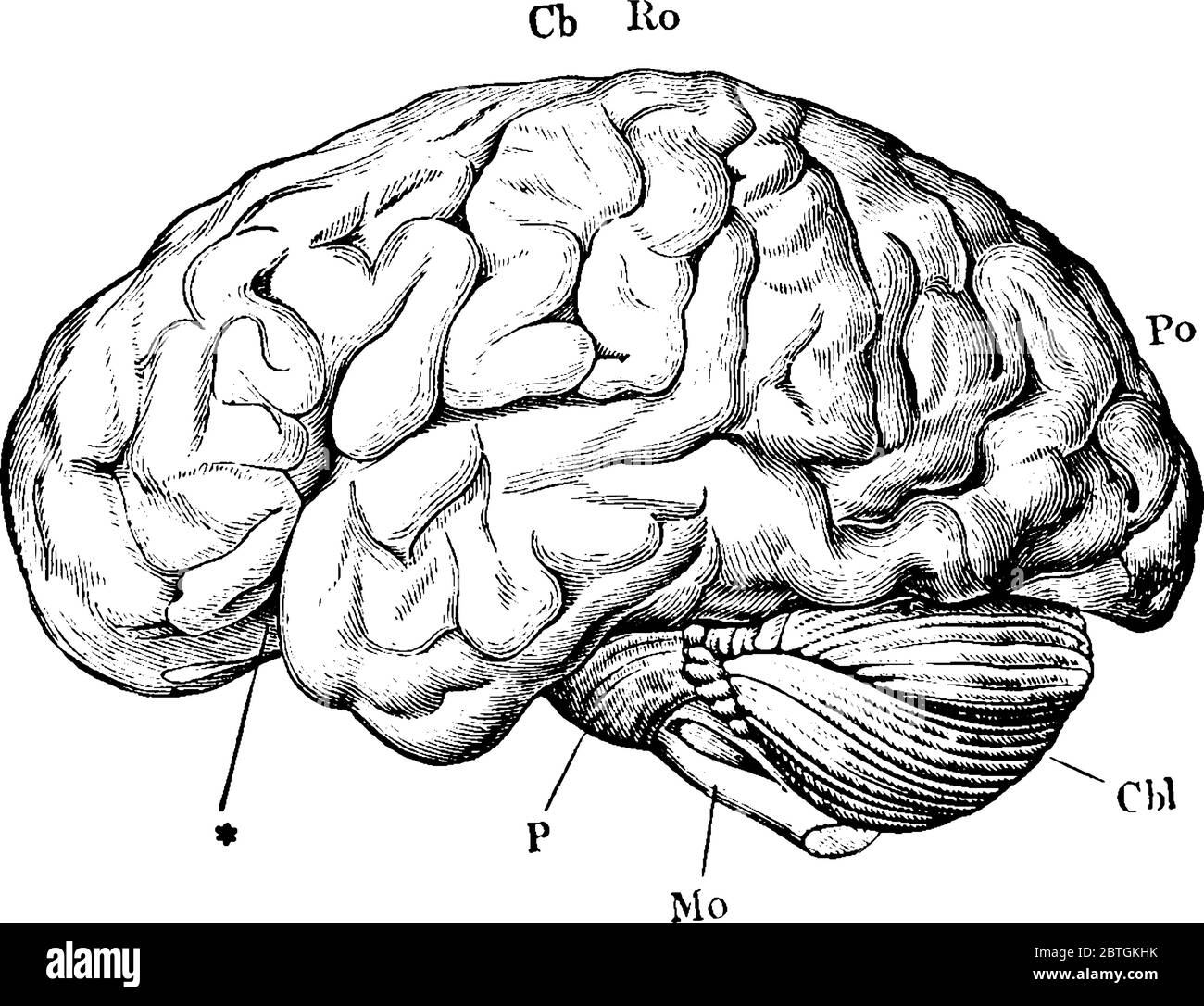 Mostrando il cervello dal lato sinistro, con le parti, emisferi cerebrali, cervelletto, medulla oblonata, i pons Varolii, la fessura di Sylvius, t Illustrazione Vettoriale