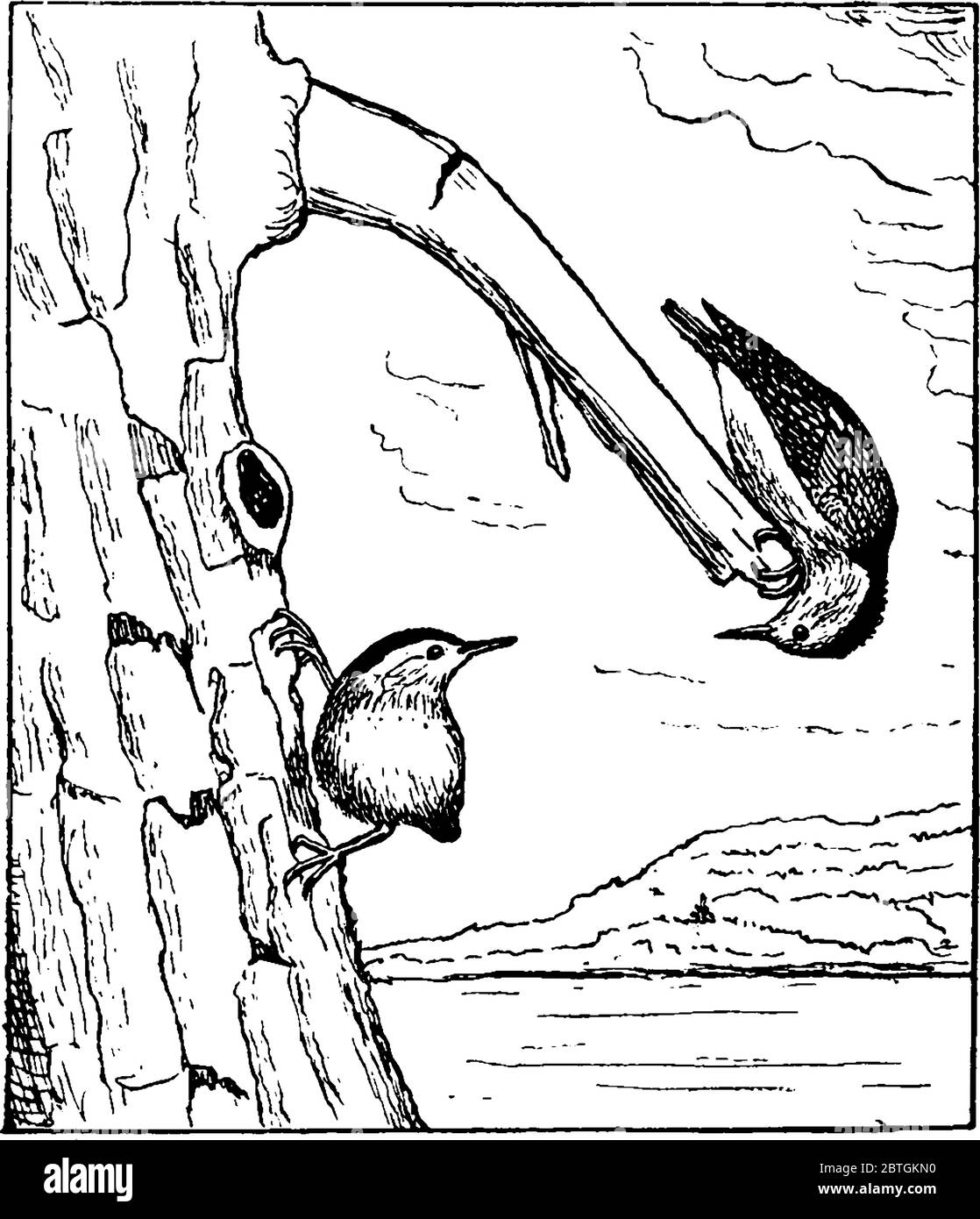 Teste grandi, code corte, e potenti bollette e piedi, Nuthatches della famiglia Sittidae, genere Sitta, sono piccoli uccelli passerini, disegno di linea vintage Illustrazione Vettoriale