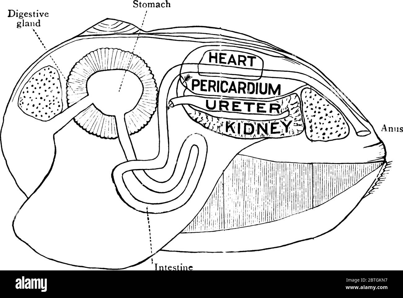 Il clam è una creatura marina con una conchiglia in due parti che può chiudersi strettamente, chiamata Clam Shell. Questa figura rappresenta l'org digestivo ed escretivo Illustrazione Vettoriale