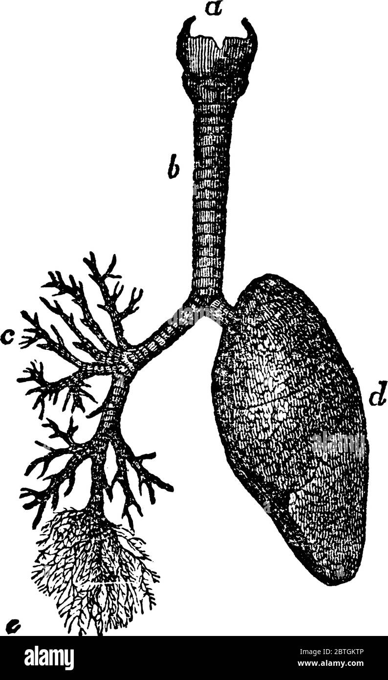 Immagine del polmone umano in cui si parte prima dal tubo del vento e poi completa la struttura interna dei polmoni, disegno di linea vintage o incisione illustrativa rapporto Illustrazione Vettoriale