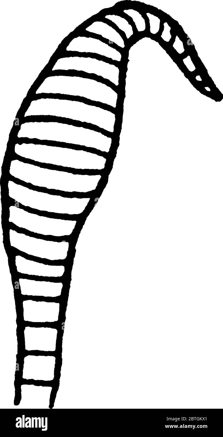 Farfalle con antenna a circuito o con antenna agganciata per tenere, disegno di linee vintage o incisione illustrazione. Illustrazione Vettoriale