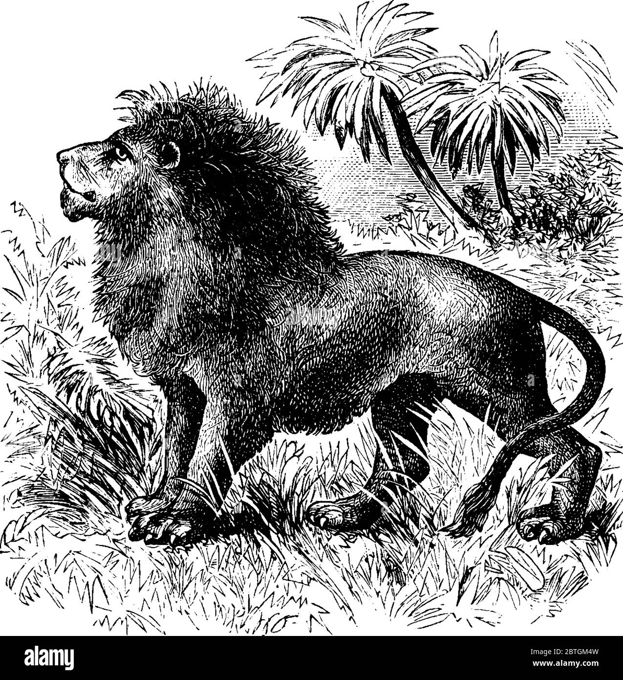 Lion è un animale profondo e muscolare con vita che dura 10-14 anni vive in foreste, disegno di linee d'annata o illustrazione dell'incisione. Illustrazione Vettoriale