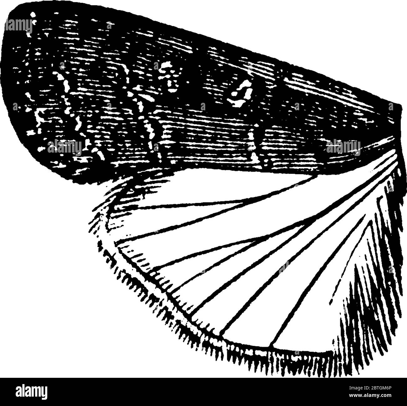 Raffigura l'ala del Laphygma, specie Laphygma frugiperda, con le anteriori che hanno eyespot distinti e sono più scure delle ali posteriori. L'hindwi Illustrazione Vettoriale