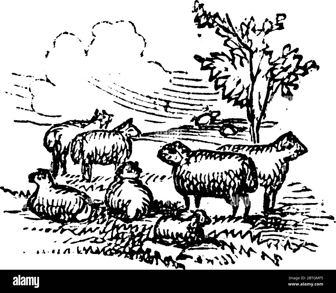 Gruppo di pecore, pecore è un animale di fattoria con lana spessa che mangia erba ed è conservato per la sua lana, pelle, e carne., disegno di linea vintage o incisione Illustrazione Vettoriale