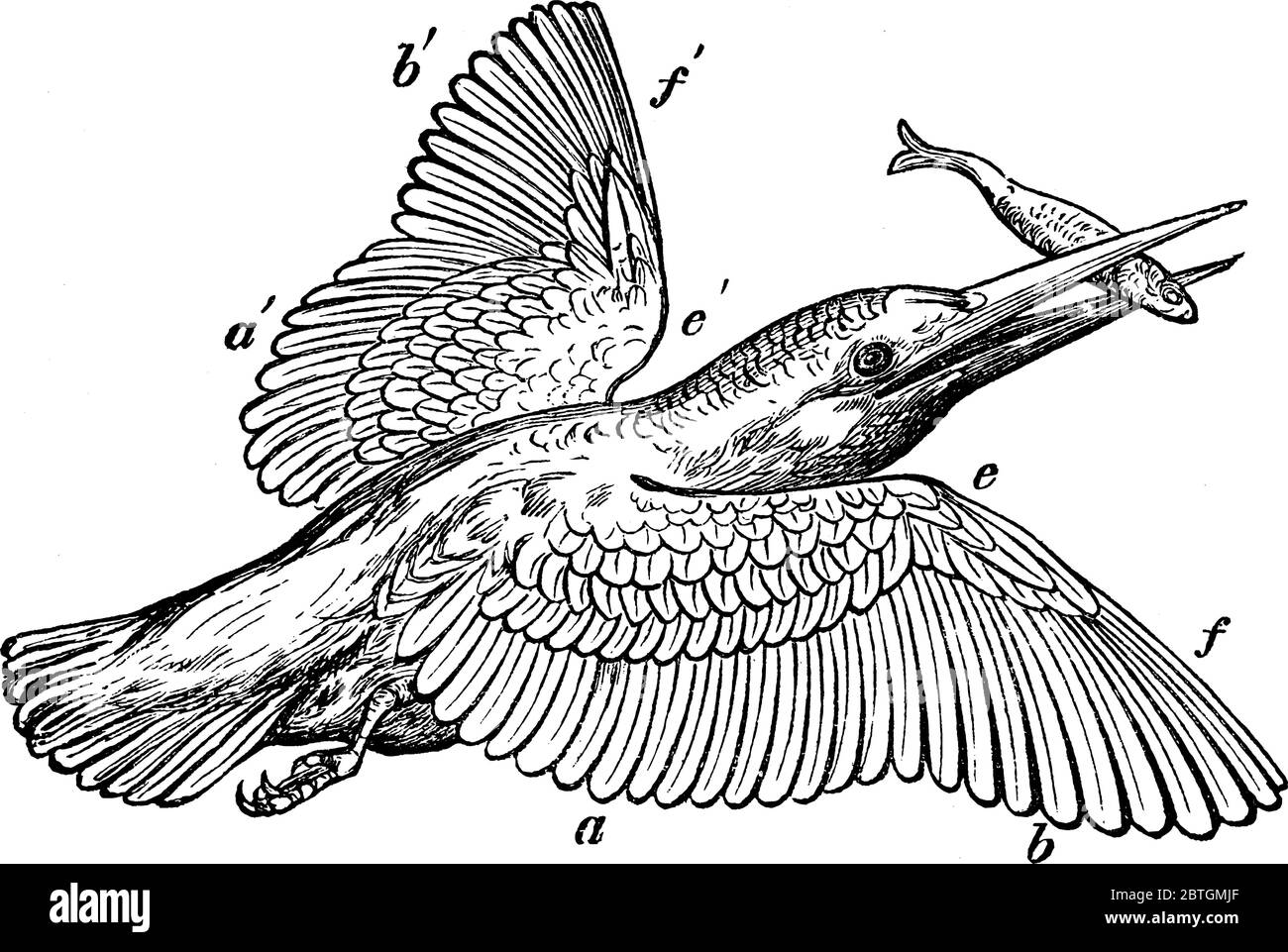 Kingfisher vola verso l'alto con ali completamente espanse che tengono un pesce nel suo becco, disegno di linea vintage o illustrazione di incisione. Illustrazione Vettoriale
