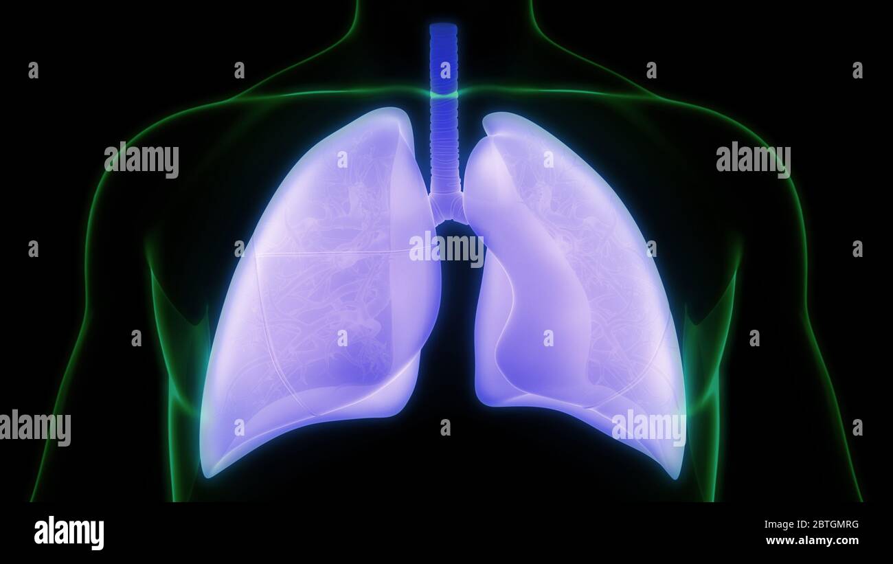 Umano Sistema respiratorio polmoni anatomia Foto Stock