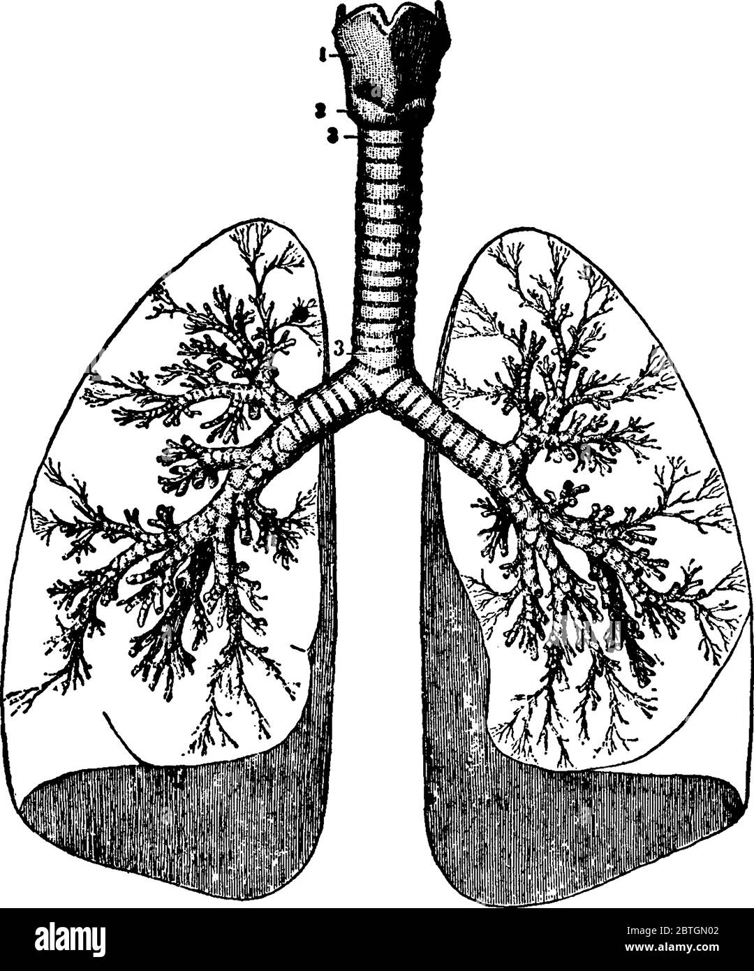 Immagine della forma dei polmoni umani e unita alla trachea dal punto carina, dal disegno di linee vintage o dall'illustrazione dell'incisione. Illustrazione Vettoriale
