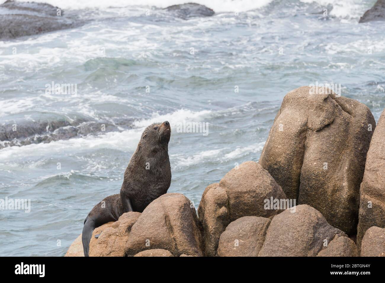 Foca da pelliccia sudamericana, Arctocephalus australis, su una costa rocciosa sulla costa di Cabo Polonio, Rocha, Uruguay Foto Stock