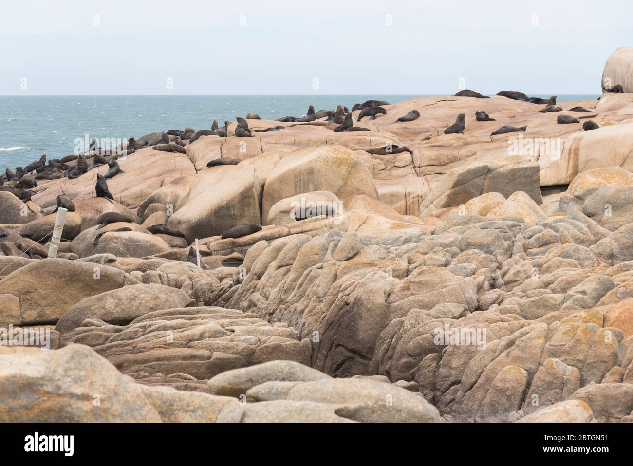 Foche da pelliccia sudamericane, Arctocephalus australis, e leoni marini sudamericani, Otaria flavescens, su una riva rocciosa nella riserva di Cabo Polonio, R. Foto Stock