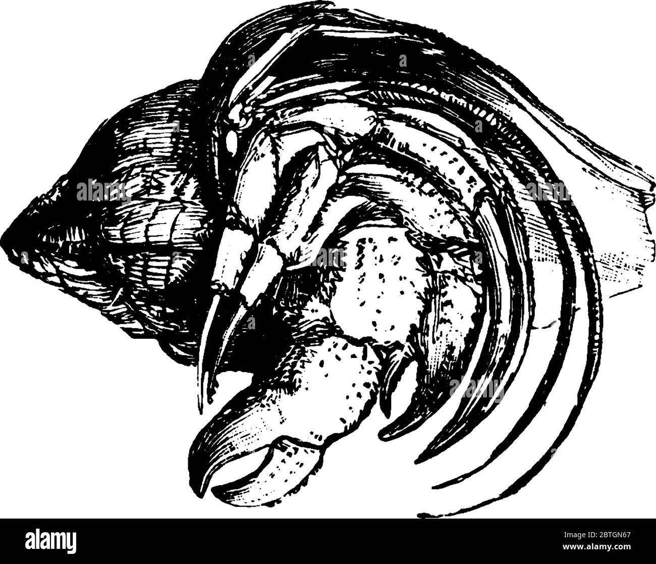 Granchio piccolo senza guscio permanente e nascosto in un guscio di molluschi scavenged trasportato intorno esso, disegno di linea vintage o illustrazione di incisione. Illustrazione Vettoriale