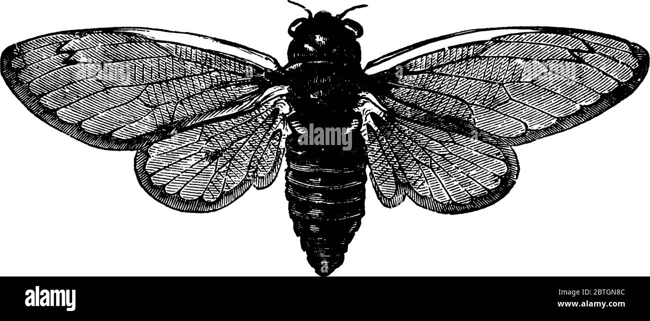 La cicada periodica, immagine di un adulto, disegno di linea vintage o illustrazione di incisione. Illustrazione Vettoriale