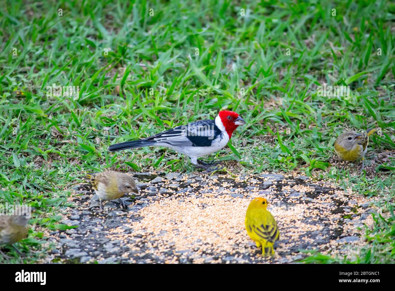 Cardinale dal codiletto rosso (Paroaria dominicana) che mangia semi a terra Foto Stock