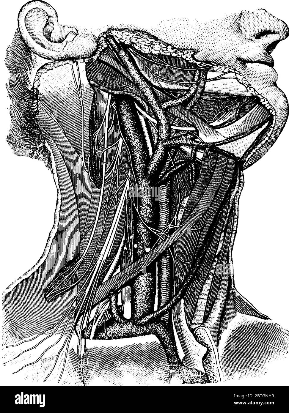 I vasi sanguigni del collo, che mostrano l'arteria carotide e la vena giugulare sul lato destro, con alcuni dei loro rami principali; anche, un po 'di nervo grande Illustrazione Vettoriale