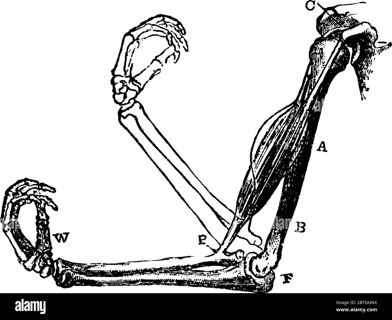 Il muscolo bicipite e le ossa del braccio, per illustrare come, in circostanze normali, l'articolazione a gomito si flette quando il muscolo si contrae, linea vintage Illustrazione Vettoriale Il muscolo bicipite e le ossa del braccio, per illustrare come, in circostanze normali, l'articolazione a gomito si flette quando il muscolo si contrae, linea vintage Illustrazione Vettoriale