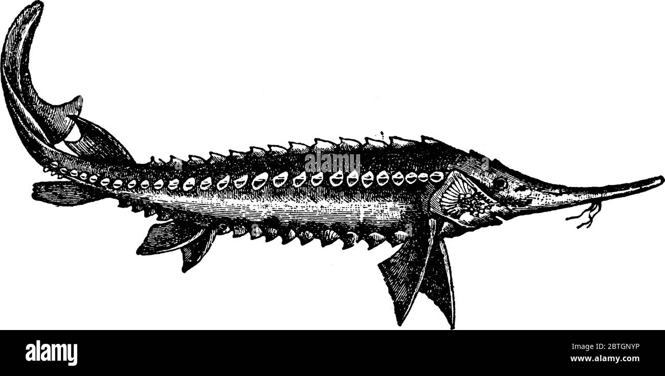 Lo storione, una delle più antiche famiglie di pesci ossei esistenti, è caratteristico per i loro corpi allungati, la mancanza di scale e, occasionalmente, per le grandi dimensioni; Illustrazione Vettoriale