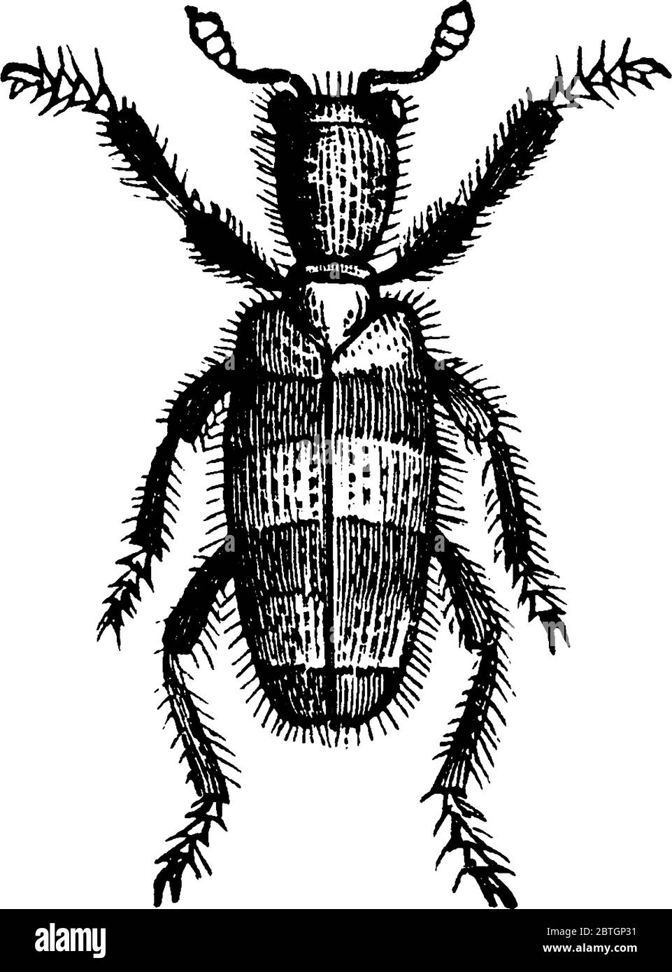 Clerus apivorus specie adulta con corpo e ali pelosi, disegno di linea vintage o illustrazione di incisione. Illustrazione Vettoriale