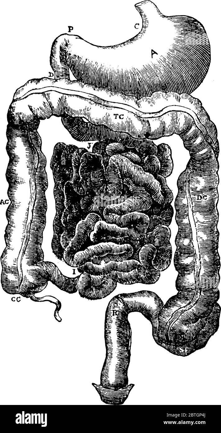 Una rappresentazione tipica della parte addominale del canale alimentare, nell'apparato digerente umano, con le sue parti etichettate, disegno di linea vintage o Illustrazione Vettoriale