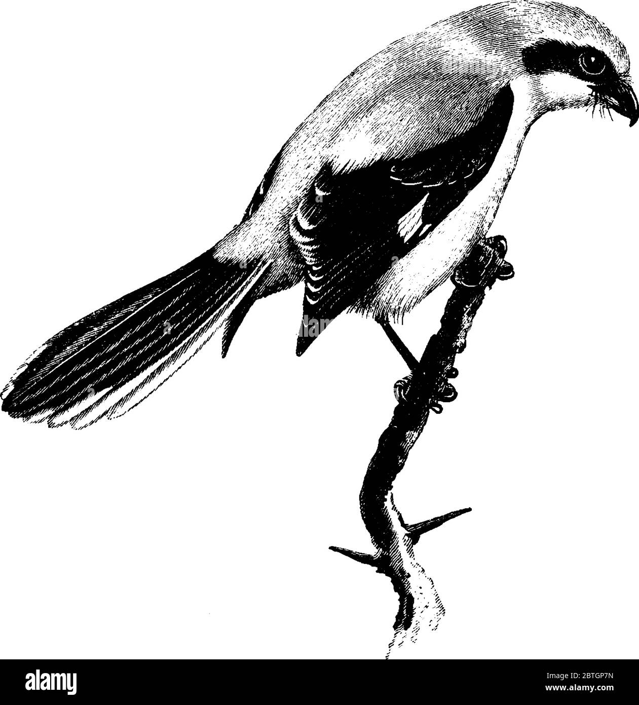 Great Grey Shrike è un grande uccello passerino con coda di media lunghezza, bianco di scapoli, ala e coda chiaramente visibili in volo., linea di disegno vintage Illustrazione Vettoriale