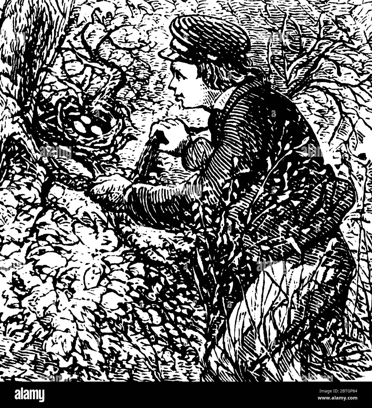 Un uomo che indossa il cappuccio e si siede in cespugli vedendo un nido davanti a lui che contiene tre uova vintage linea disegno o incisione illustrazione. Illustrazione Vettoriale Un uomo che indossa il cappuccio e si siede in cespugli vedendo un nido davanti a lui che contiene tre uova vintage linea disegno o incisione illustrazione. Illustrazione Vettoriale