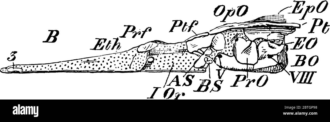 Figura che mostra l'anatomia interna del cranio del luccio, è una specie di pesci carnivori del genere Esox, disegno di linea dell'annata o incisione illustra Illustrazione Vettoriale