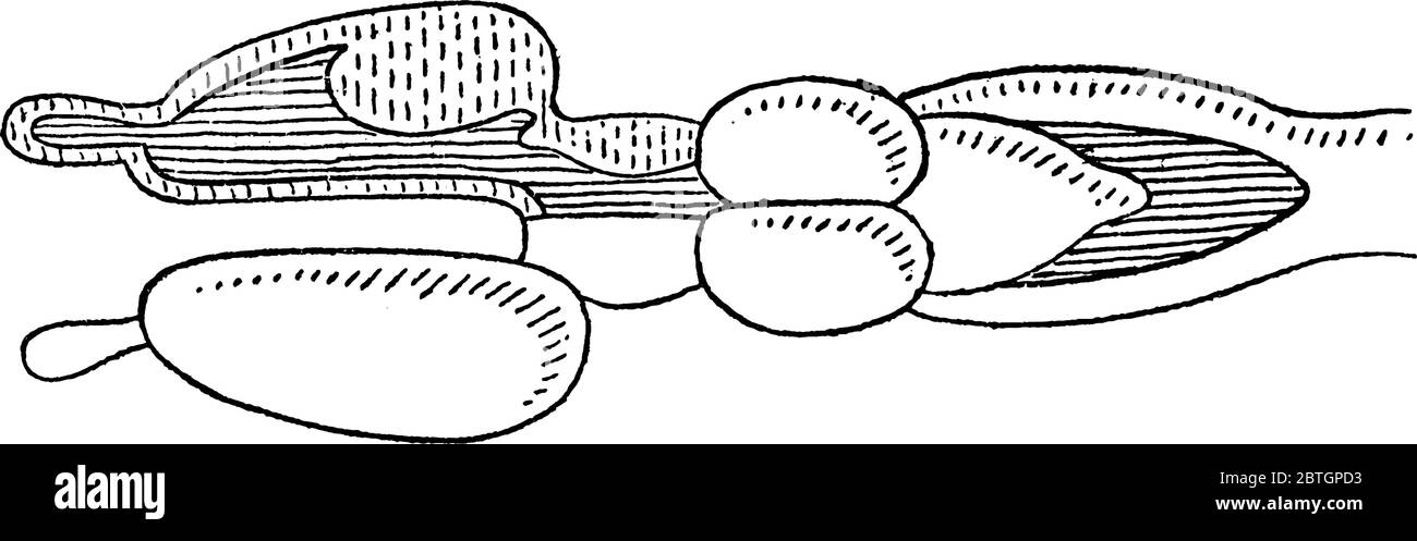 Vista dorsale del cervello di vertebrato con le cavità del lato destro esposte, disegno di linee vintage o illustrazione dell'incisione. Illustrazione Vettoriale