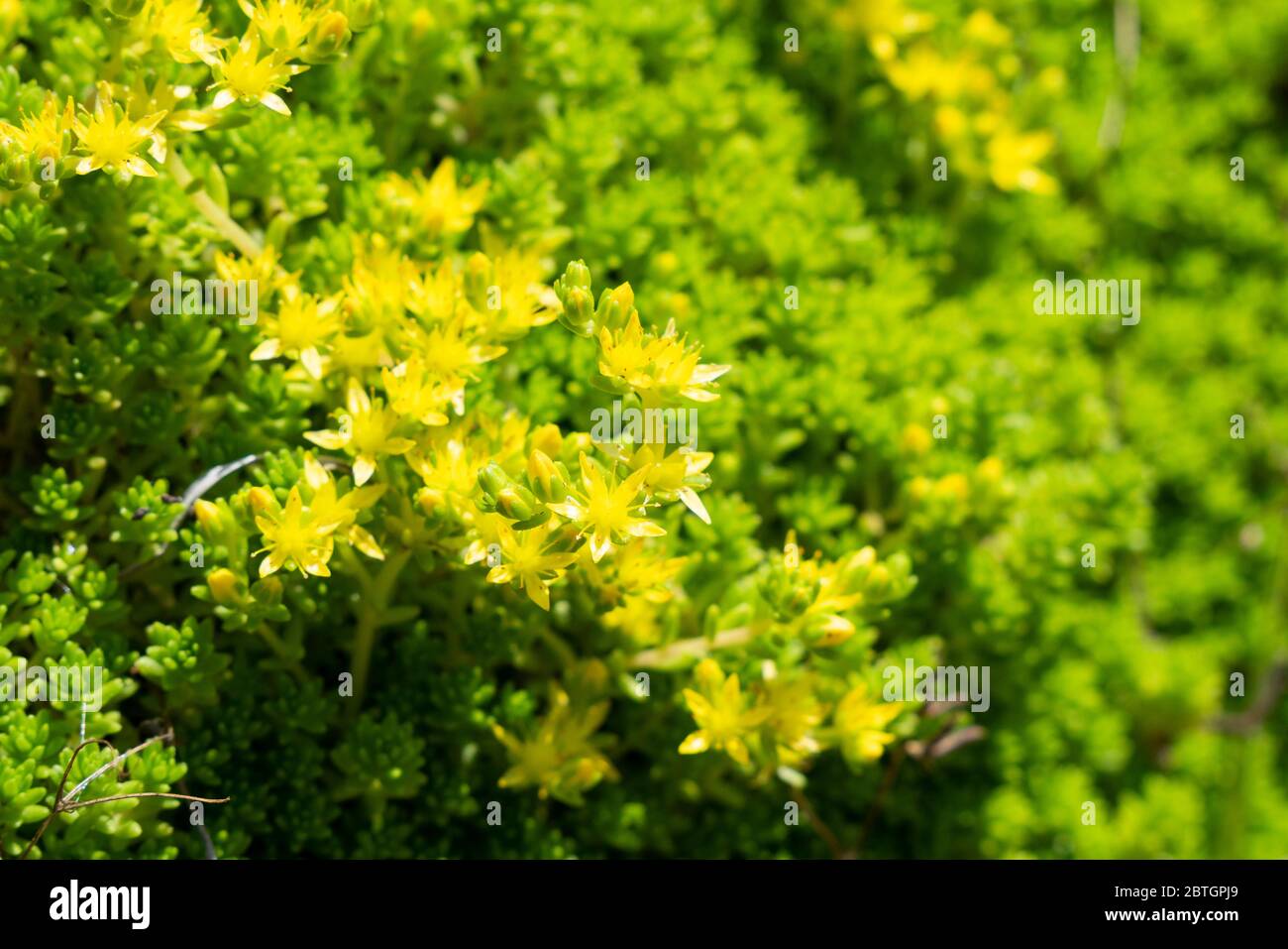 Goldmoss stonecrop (acro di Sedum), Isehara City, Prefettura di Kanagawa, Giappone Foto Stock