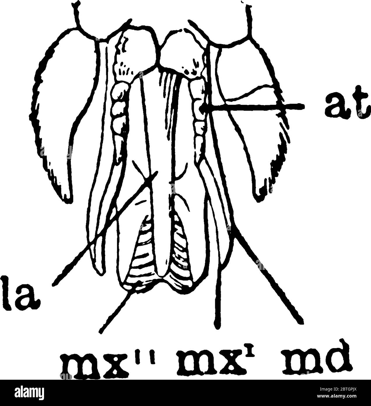 Horse Fly è il membro del genere Tabanus, con deboli macchie di fumo sulle ali. Questa figura rappresenta le parti della bocca del Horse Fly, linea vintage Illustrazione Vettoriale