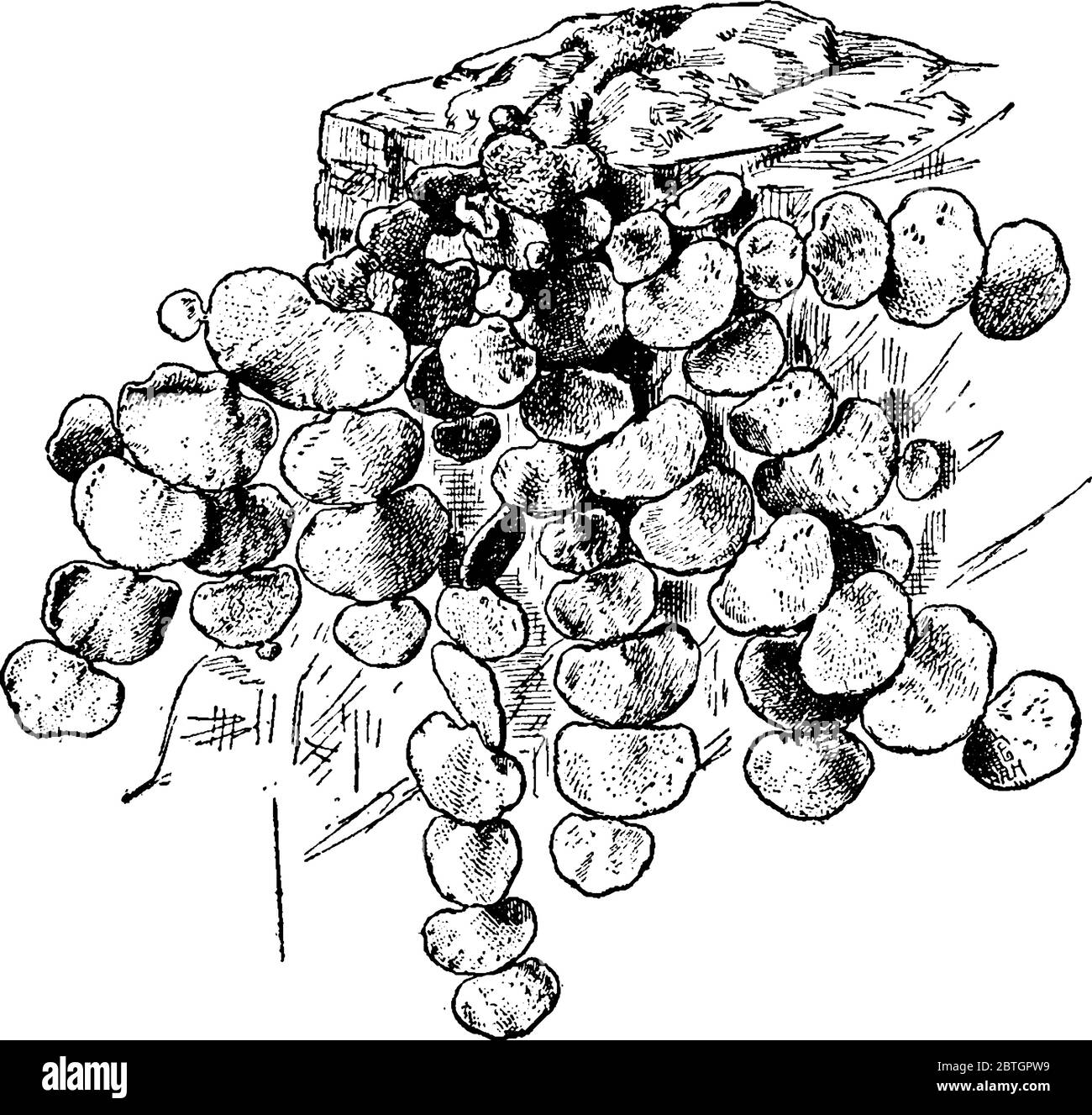Il tonno Halimeda è una specie di macroalghe verdi. Il tonno Halimeda è una specie del genere Halimeda, che rappresenta il disegno di una linea d'annata o l'illustrazione dell'incisione Illustrazione Vettoriale Il tonno Halimeda è una specie di macroalghe verdi. Il tonno Halimeda è una specie del genere Halimeda, che rappresenta il disegno di una linea d'annata o l'illustrazione dell'incisione Illustrazione Vettoriale