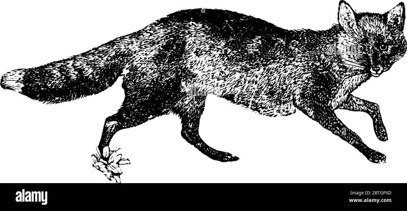 Fox è un animale selvatico molto intelligente con le gambe corte e la coda boschy, disegno di linea vintage o illustrazione di incisione. Illustrazione Vettoriale