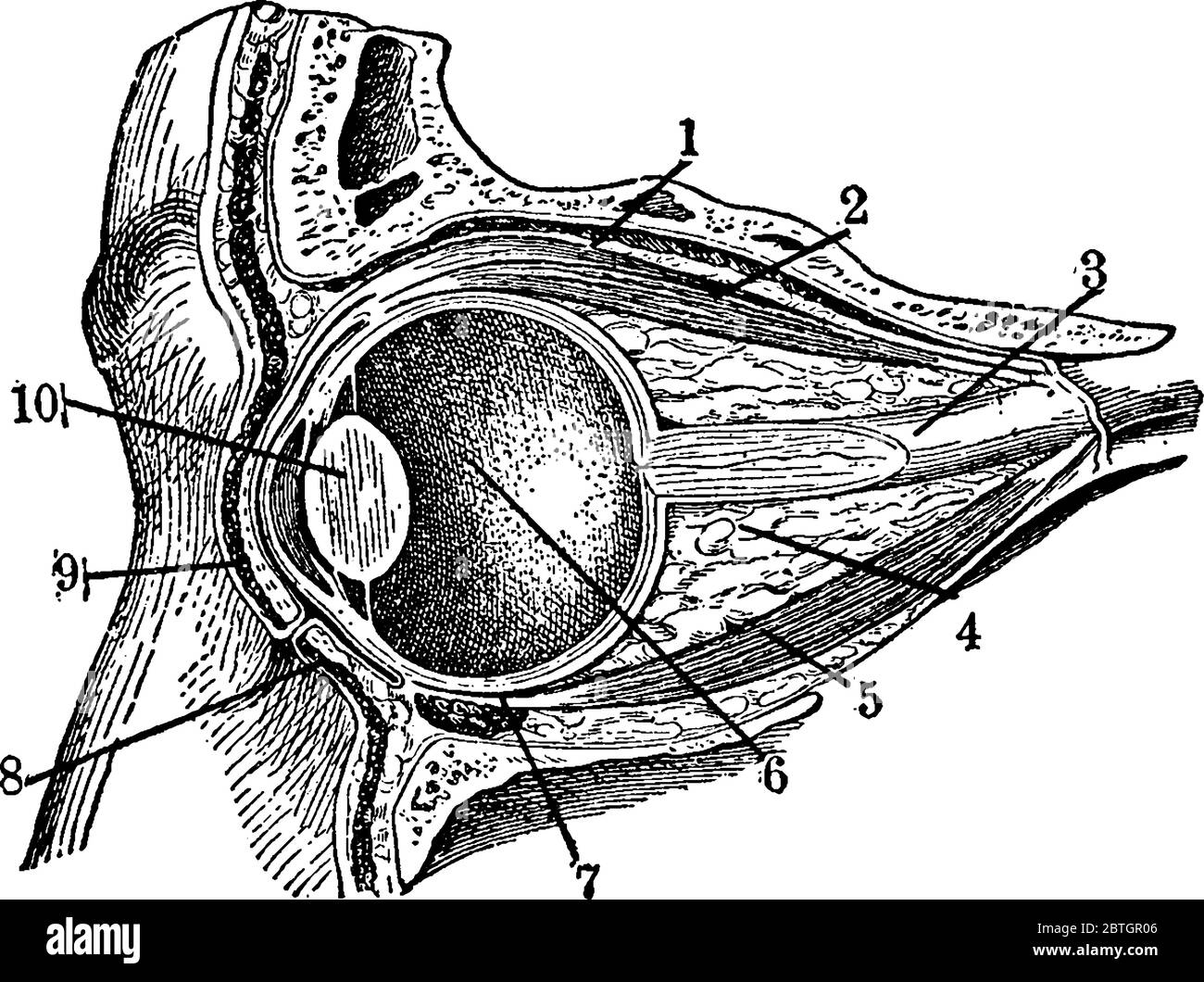 Immagine che mostra l'anatomia di bulbo oculare e muscoli intorno ad esso, disegno di linee vintage o illustrazione di incisione. Illustrazione Vettoriale