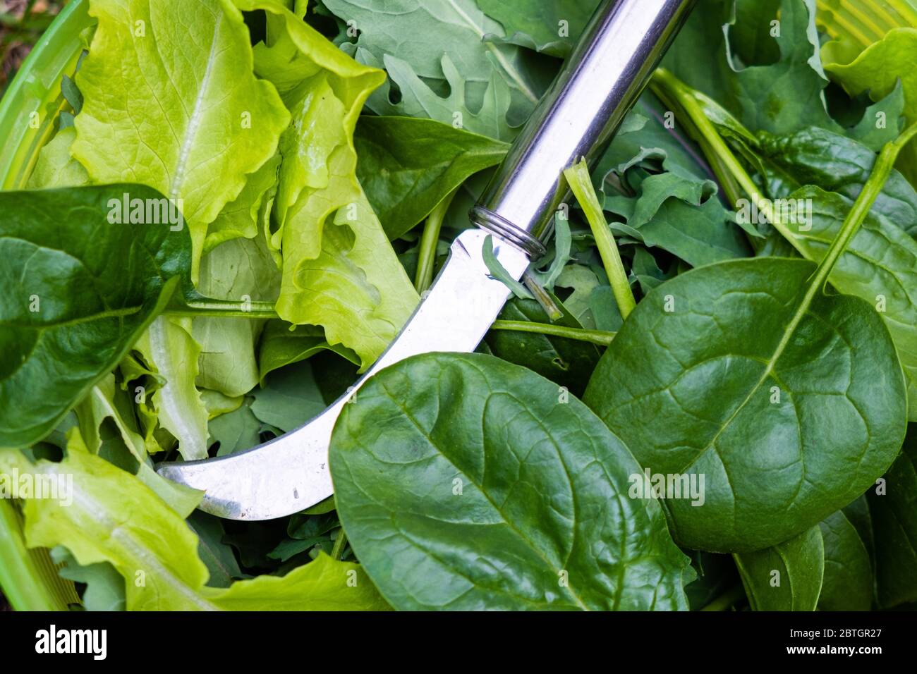 I verdi riempiti di vitamine giacciono in un contenitore prima di essere portati ai ristoranti per essere puliti. Foto Stock