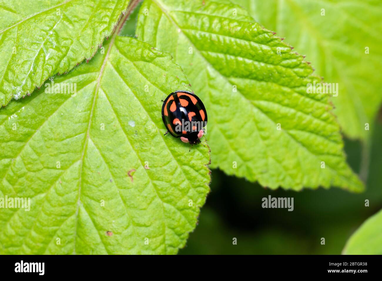 Aiolocaria exaspilota, Isehara, Prefettura di Kanagawa, Giappone Foto Stock